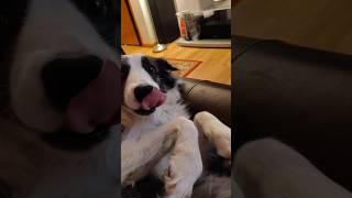 Story time with Zoey Seline Morgan   #bordercollie