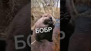 Увидели БОБРА? #курчанов #shorts #мем #английский #tiktok