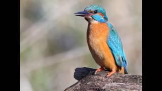 Natuurkampeerterrein De Biezen Aarle-Rixtel Februari 2016