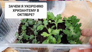 ЗАЧЕМ Я УКОРЕНЯЮ ХРИЗАНТЕМУ В ОКТЯБРЕ? ГДЕ ЛУЧШЕ ВЗЯТЬ ЧЕРЕНОК?