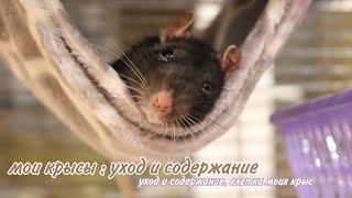 CARE AND MAINTENANCE OF MY RATS // *what should be in the cage of decorative rats  