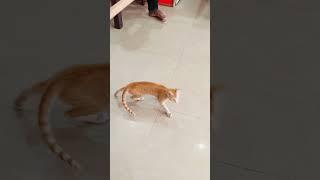 Funny Cat  Cute Kitty Goes CRAZY! #cat #catvideos #catshorts