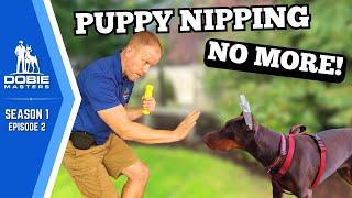 How We Solved the Doberman Puppy Biting | Dobie Masters (Season 1 Episode 2)