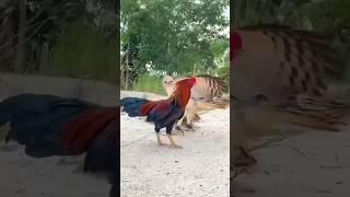 Aseel Murga Vs Eagle ️  @Mixedtalent7k7 #aseel #funny #animals #eagle #birds #eaglet