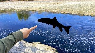 It Took Me 9 Months To Catch This Fish... (Surprising)