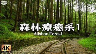 Forest Healing Department Alishan Water Mountain Giant Tree Trail Water Mountain