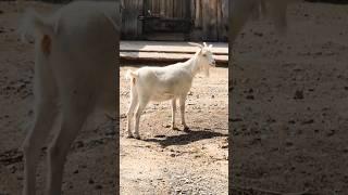 kashmir Goat