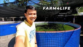 Circular pond - Cheap and effective way for Hito/Catfish farming #agribusiness #agriculture #catfish