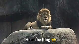 Lion attitude status  king of the jungle 