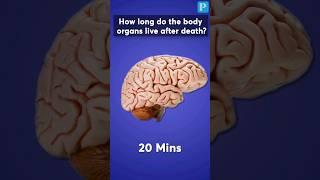 How long do the body organs live after death?