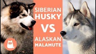 Husky Vs Alaska – Differences Between Siberian Husky and Alaskan Malamute