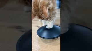 MY CAT VS OPTICAL ILLUSION ‍ #viral