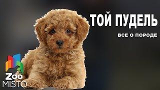 Той пудель - Все о породе собаки | Собака породы той пудель