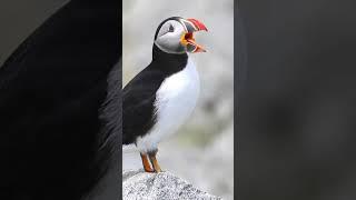 Atlantic Puffin  #birds #nest #shorts