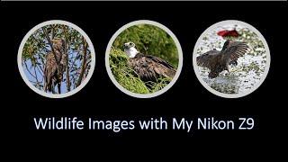Wildlife Images with My Nikon Z9