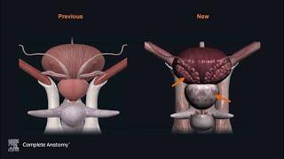 Male Pelvis: How it started vs. How it’s going | Complete Anatomy