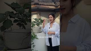 千年小草的养生智慧 紫苏，古时候称荏苒，是我国传统的药食同源的植物，紫苏饮从宋朝流传至今，夏天常吹空调的朋友不妨可以喝点#紫苏 #紫苏叶 #东方香草 #紫苏饮 #植物科普