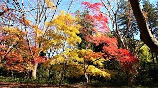 4K 燃えるような紅葉と黄葉のハーモニーが見頃神代植物公園2020Colorful autumn leaves are in fullbloom at Jindai botanical garden