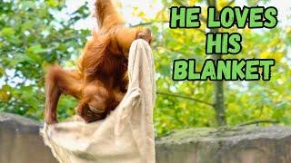 Young Orangutan Loves His Blanket.