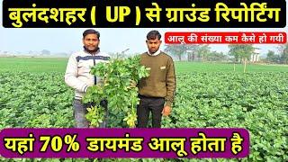 डायमंड आलू की ( बुलंदशहर ) से Ground Reporting 2025 || आलू की पैदावार कैसी आ रहीं है || real farmer