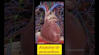 3d anatomy of pericardium |  #medico #facts #viralshorts