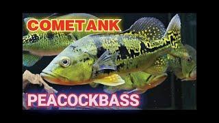 Cometank Peacockbass