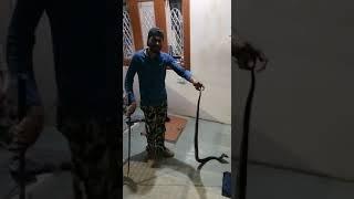 Cobera | king cobra | black snake | 6 feet | Madhya Pradesh | Indore | Gumasta nagar | catch a snake