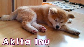 AKITA INU - The Life Of A Japanese Akita Puppy | 秋田犬