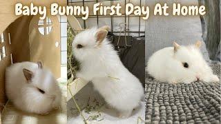 Lionhead Baby Rabbit Eevee First Day At Home