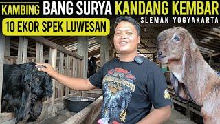 PUSAT KAMBING KONTES JOGJA !!! kambing PE Kaligesing KANDANG KEMBAR FARM.