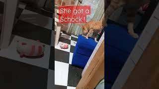 cat surprised#shortvideo