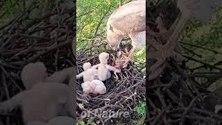 eagle feeding the kids myna baby #viral #trending #shortfeed