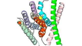 Calcium exchanger conformational change