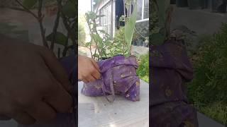 new mamber of my garden #new #plant #purchase #from #nursery #gardening #video