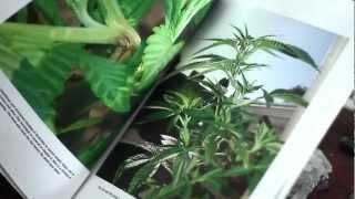 Organic Marijuana, Soma Style | Soma's Sacred Seeds