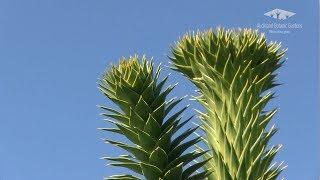 The Gondwana Arboretum - Monkey puzzle tree