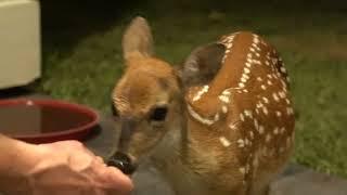 Bambi the Whitetail Deer Fawn comes to dinner (part 2)