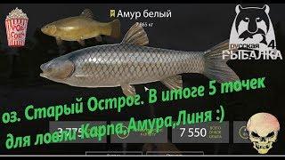 Русская Рыбалка 4. Оз Старый Острог. 3 точки где можно фармить Амура, Карпа,Линя.