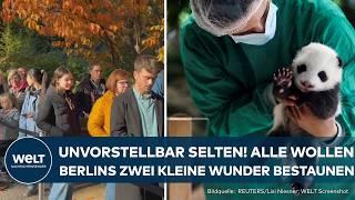 ZOO BERLIN: Unfassbar seltene Babys! Panda-Nachwuchs erobert die Herzen der Zoobesucher