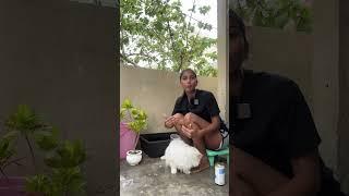 How to calm your cat while bathing  #cat #bathing #youtubeshorts