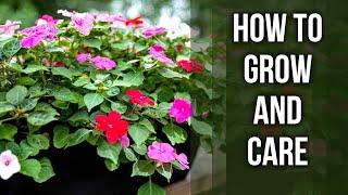 Impatiens – How to grow and care for it