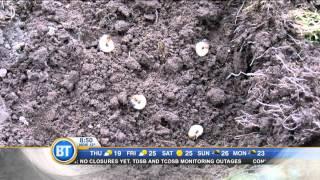 Frankie Flowers: Beating those garden bugs!