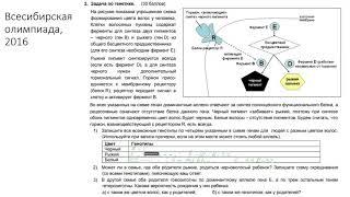 Олимпиадные задачи по генетике. Черткова Екатерина Р. 3-2