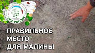 Выбор места для малины. Где лучше посадить малину.