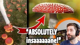 Literally Thousands of Amanita Muscaria In One Field