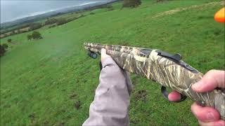 Driven Fox Hunt with Miroku Mk70 Max 5 Camo 12G and Beagles Victoria 17/07/2022