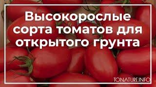 Высокорослые сорта томатов для открытого грунта | toNature.Info