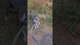 American bully vlog india ️ #americanpittbull #dogshorts #pitbullshorts #browsefeed #shortsfeed