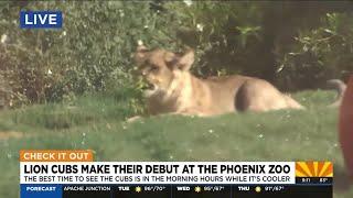 Lion cubs make their debut at the Phoenix Zoo