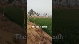 life and death